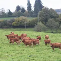 vaches limousines veaux prairie