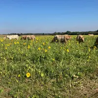 Vaches aubrac qui pâturent un couvert d'interculture sur une parcelle mise à disposition par un céréalier, en Charente.