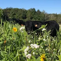 vache pâturant un couvert d'interculture