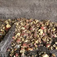 Les écarts de tri des pommes de terre sont broyés grossièrement avant d'être distribués aux broutards.