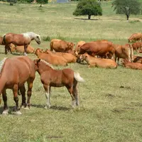 L’aspect financier ne s'inscrit pas spontanément dans les motivations principales de l'élevage mixte de bovins et chevaux mais, pour l'éleveur Frédéri