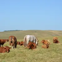 Dans les élevages mixtes allaitant-équin, la troupe type est de 6,5 juments et le ratio atteint 1 poulinière pour 19 vaches.