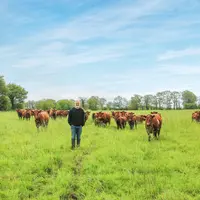 Eleveur bovin dans une prairie avec ses vaches. Grâce aux chèvres, chardons et rumex sont maîtrisés au Gaec de Brantadé, illustrant la complémentarité