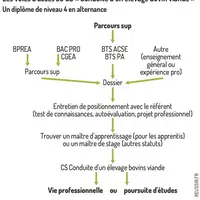 Graphique : Les voies d’accès au CS « Conduite d’un élevage bovin viande » - Un diplôme de niveau 4 en alternance