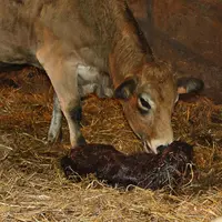 génisse parthenaise vêlage veau