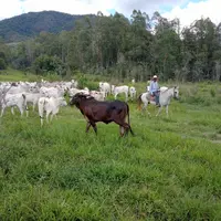 cheptel bovin Brésil
