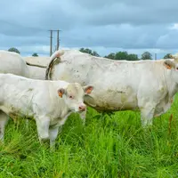 système polyculture élevage troupeau charolais Indre