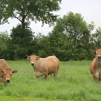 Ce printemps maussade n’a pas facilité les semis et la gestion de l’herbe. Les fauches d’herbes ont été tardives avec des graminées de moins bonnes qu