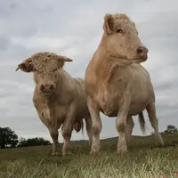 charolaise taureau vache prairie