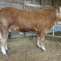 reproducteur limousin taureau