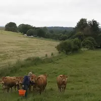 vaches limousines en Allemagne juin 2024