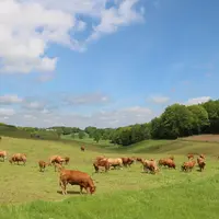 Vaches limousines au pâturage