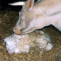 Bovins viande / vêlage / veau charolais nouveau-né âgé de deux heures/ élevage bovin allaitant