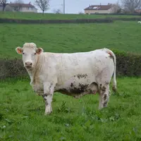 Afin de tenir l’objectif d’éradication en 2027, le gouvernement a durci les contraintes pesant sur les animaux infectés par la rhinotrachéite infectie