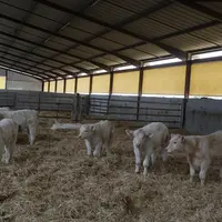 veaux charolais bâtiment