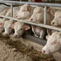 jeunes bovins charolais engraissement