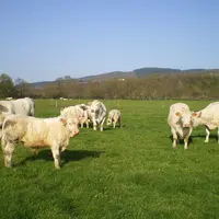 broutards charolais pâturage prairie