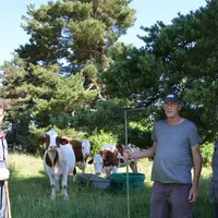 éleveurs vaches prairies