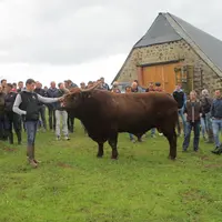 Les éleveurs bovins viande adhérents au GIE Génération salers ont eu la grande fierté d'acquérir pour l'IA en mars dernier le taureau d'exception Nick