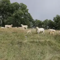 blonde d'aquitaine pâturage