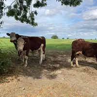 L'État irlandais rembourse aux éleveurs bovins le surcoût à l'achat des boucles électroniques pendant les trois premières années.