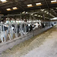 stabulation holstein