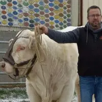 éleveur taureau charolais