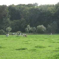 prairie vaches laitières