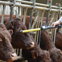 La lecture un à un en proximité nécessite la contention de l'animal. Un frein de taille pour les élevages allaitants.