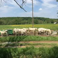 Grâce à une antenne de lecture positionnée à proximité de l’abreuvoir au pré, la ferme de Jalogny, en Saône-et-Loire, a pu suivre la fréquentation des