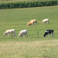 prairie Nord bovins pâturage
