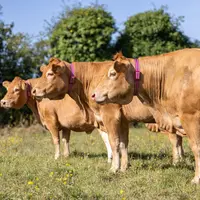 Monitoring animal : les questions à se poser avant de s’équiper