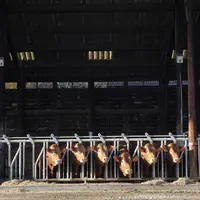 À la station de Lanaud, l'un des sites support de cet essai, quatre caméras ont été positionnées au-dessus de chaque case abritant six taurillons limo
