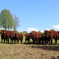 vaches allaitantes de race salers suitées au pré dans la Somme