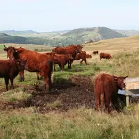 vaches salers auvergne