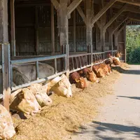 Jeunes bovins charolais à l'auge
