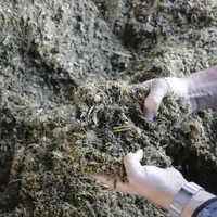 Atelier d'engraissement de jeunes bovins au Gaec des Landelles en Loire-Atlantique
