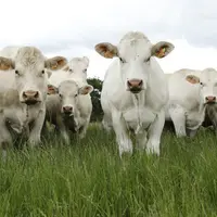 vaches et génisses allaitantes de race charolaise, Charolais Univers