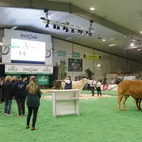 Space 2024 : onze vaches de boucherie aux enchères à la vente « excellence viande » 