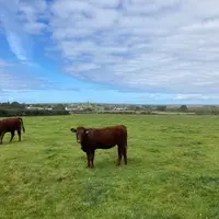 Bovins viande en Irlande août 2022