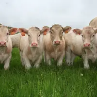 Troupeau de vaches charolaises dans une prairie