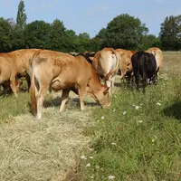 bale grazing ferme expériementale pâturage limousine