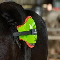 Le capteur irlandais Moocall se clipse à la queue de la vache avec une sangle à cliquet, dont la taille est ajustable.