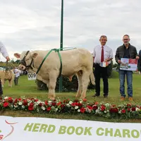 concours veau charolais