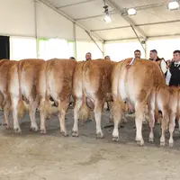 concours national limousin