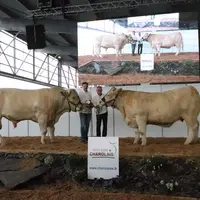 Guillaume Bajou (Hautes-Pyrénées) remporte le challenge élevage avec deux animaux charolais massifs qui présentent de très bonnes qualités de race.