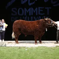 sommet de l'élevage concours bovins viande salers