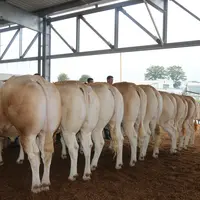 Des taureaux blonds d'Aquitaine se soumettent au regard des juges sur le ring des Pyrénéenes 2024 lors du concours de la race.