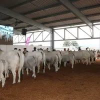 Les juges félicitent les éleveurs pour la préparation et la docilité des animaux présentés au concours national gascon des Pyrénées, lors des Pyrénéen