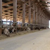 Les outils d'aide à la décision et de détection des maladies respiratoires en atelier d'engraissement bovin viande e